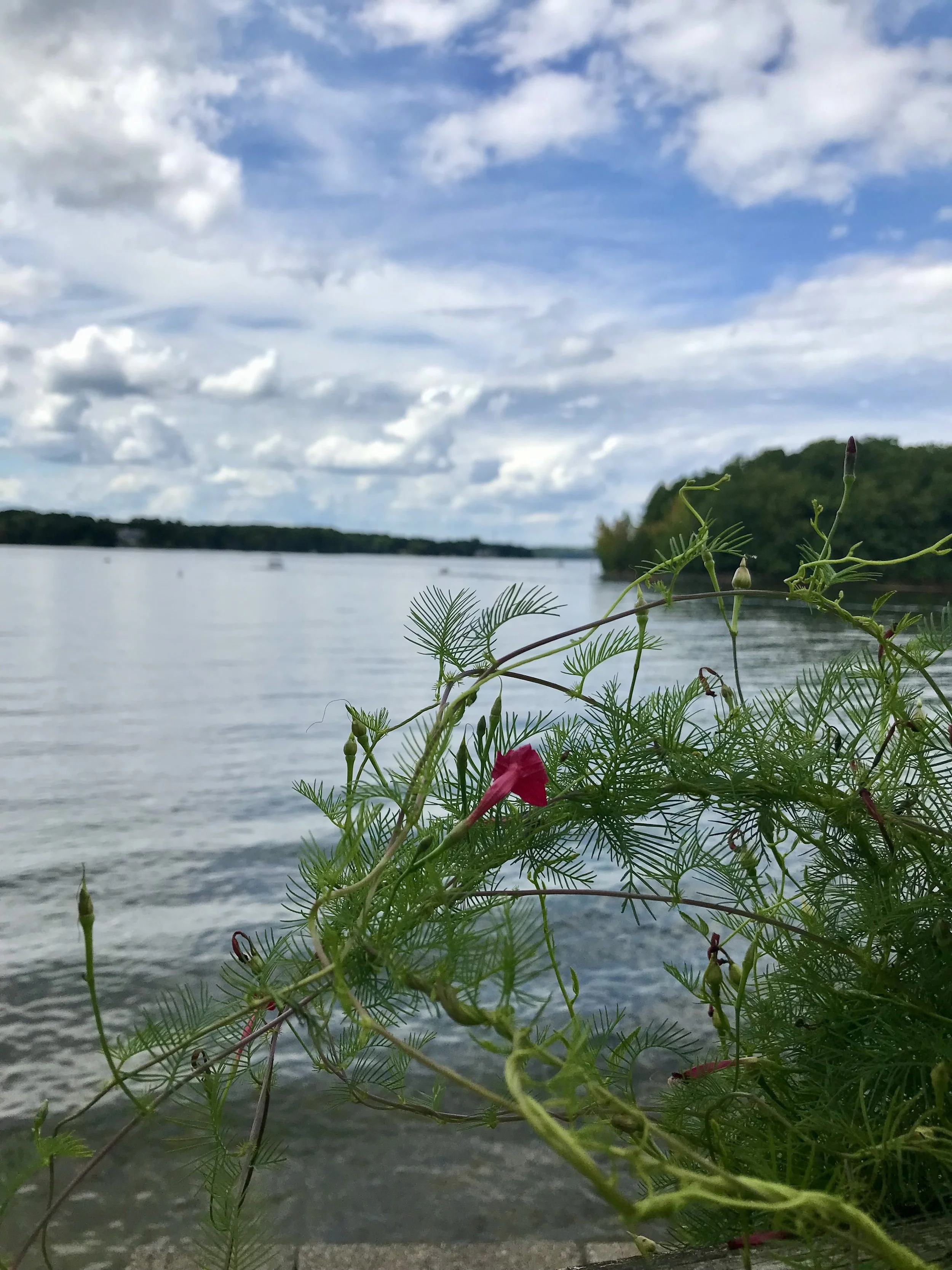 McDowell Nature Preserve, Charlotte, NC