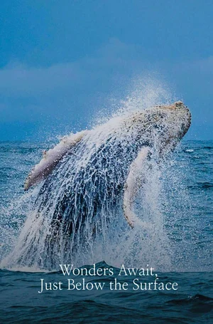Humpback whale breaching during whale season