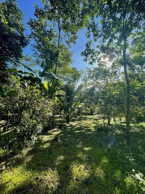 farm_morning sunshine.jpeg