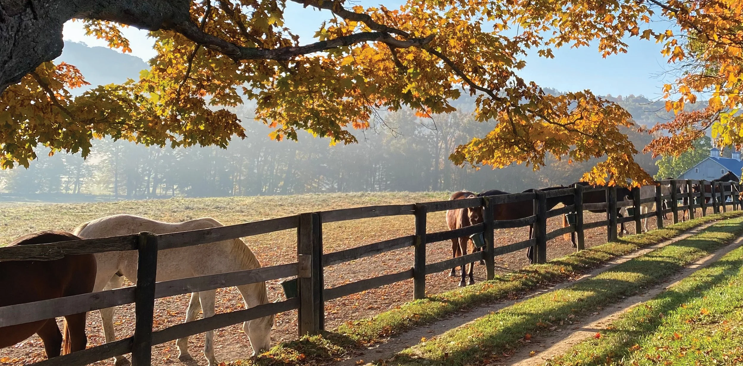 Companion Horse Program — Akindale Thoroughbred Aftercare