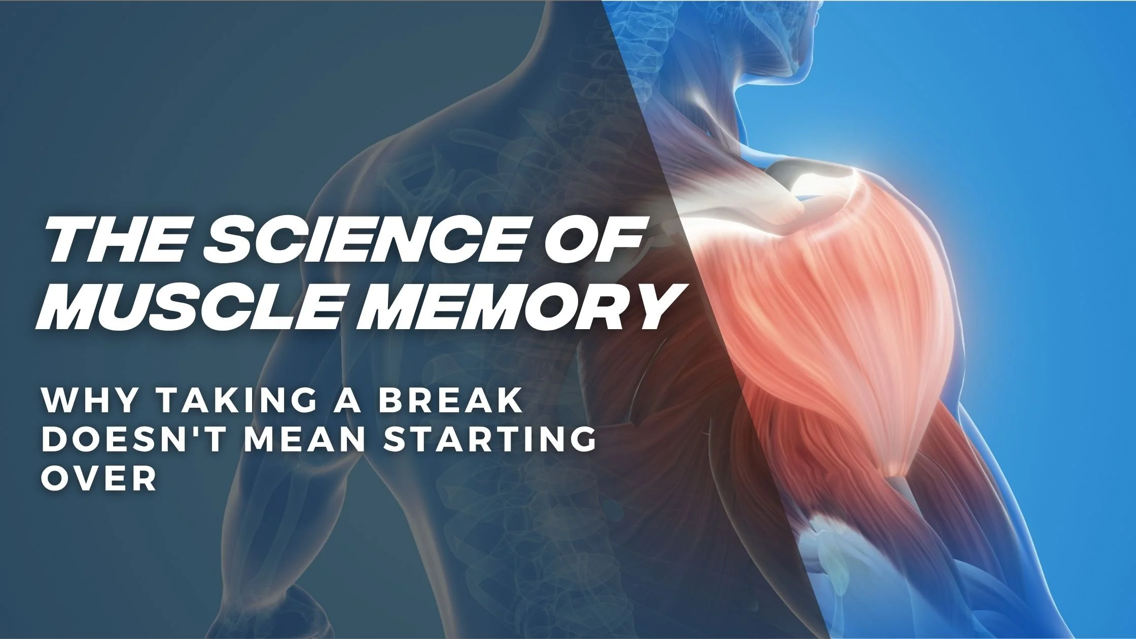 The Science of Muscle Memory: Why Taking a Break Doesn't Mean Starting Over