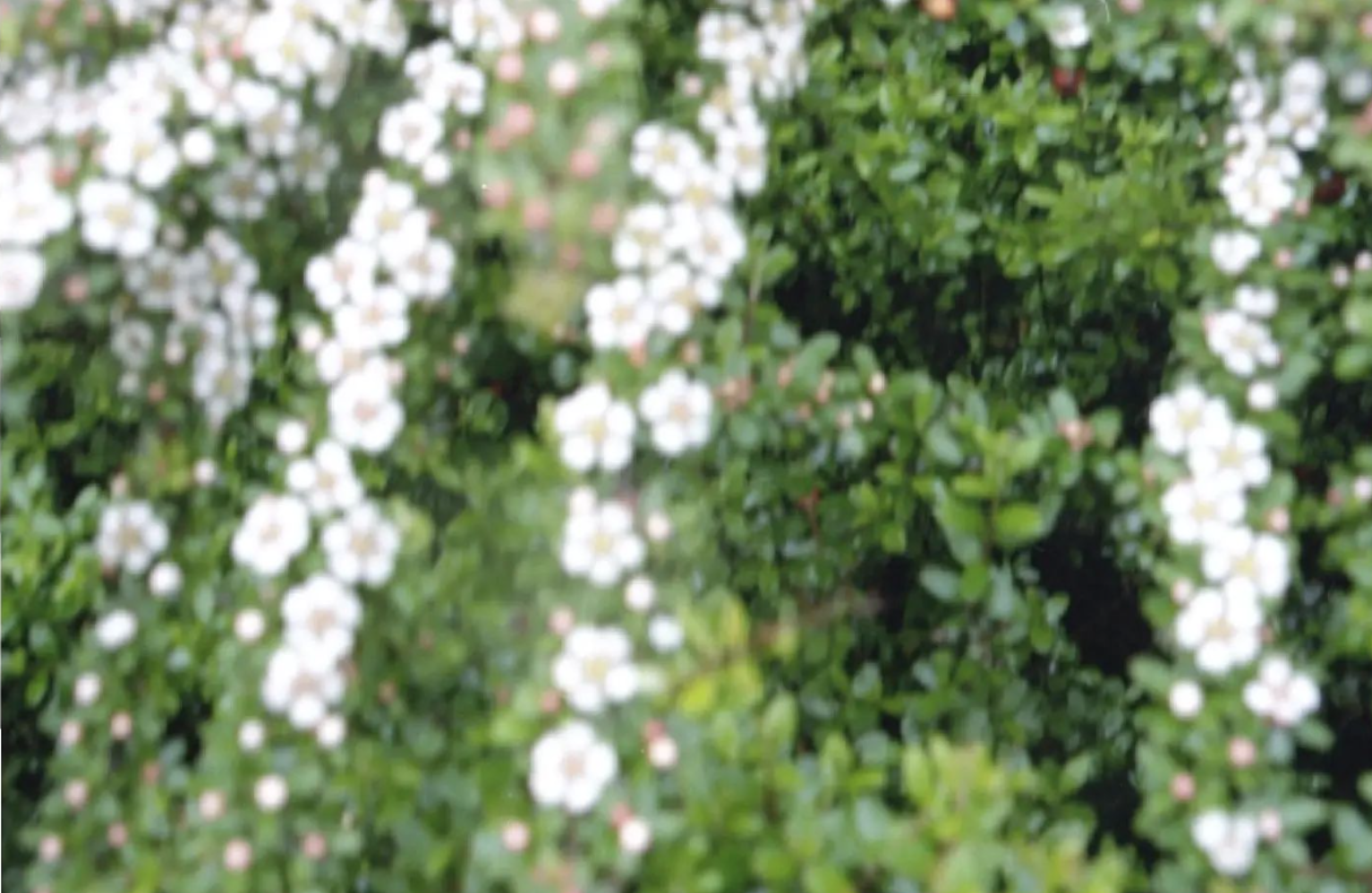 Painter or Photographer 