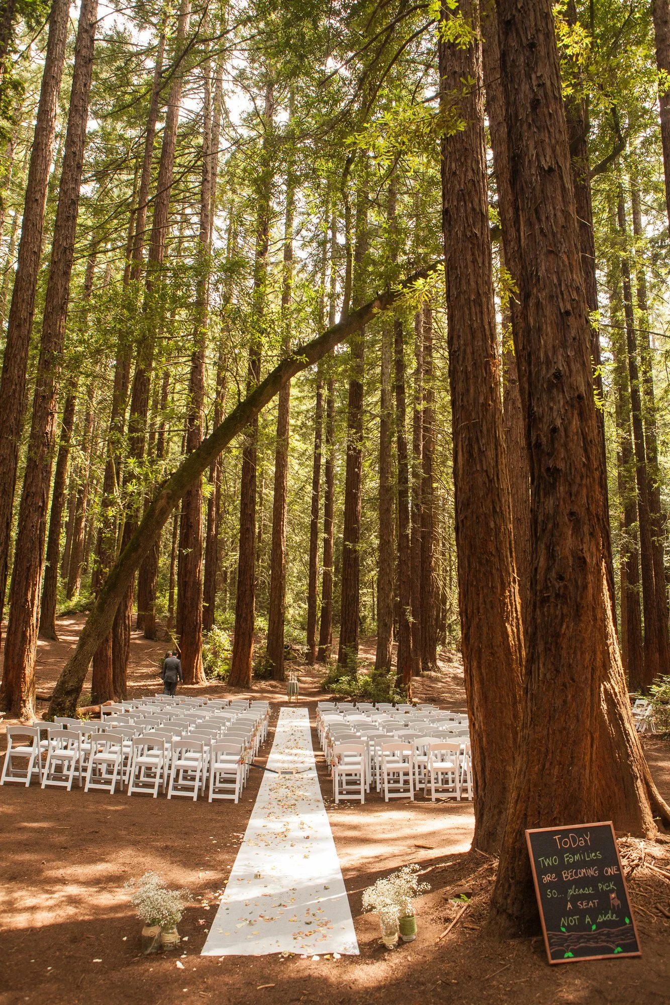 wedding photography Bay Area redwood grove