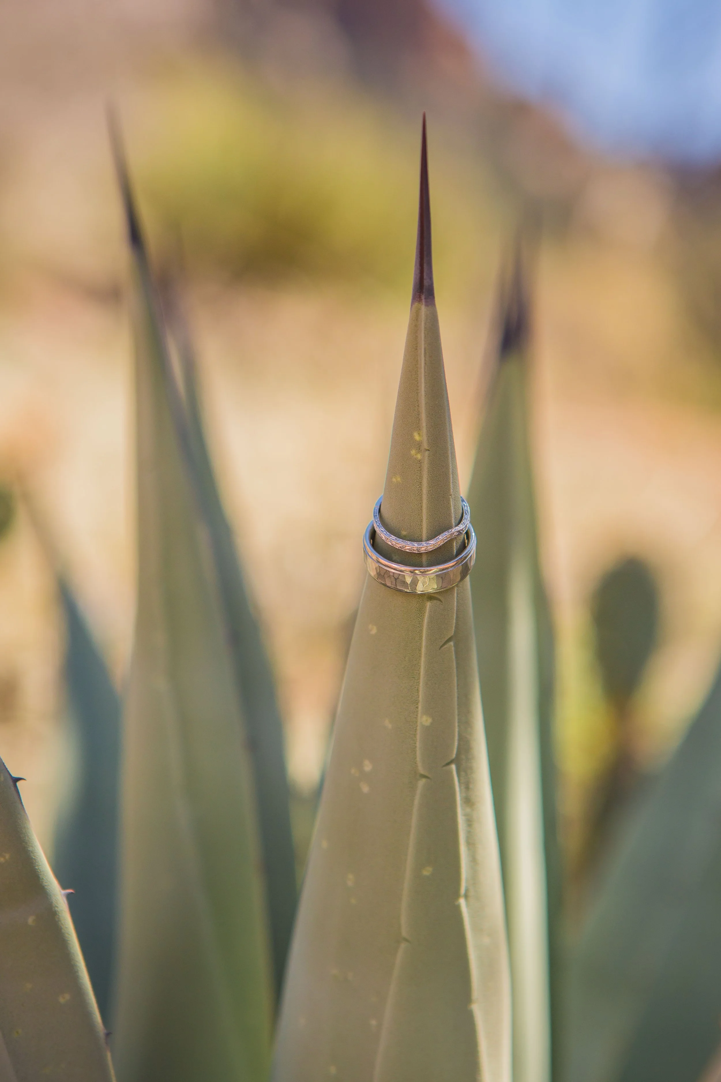 wedding photographer Scottsdale, Arizona wedding ring on cactus detail shot