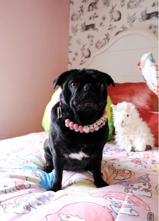 A black pug wearing a pink beaded necklace sitting on a bed with colorful cartoon-themed bedding. In the background, there is a stuffed llama toy and a pink pillow against a headboard, with wall decor featuring animal prints.