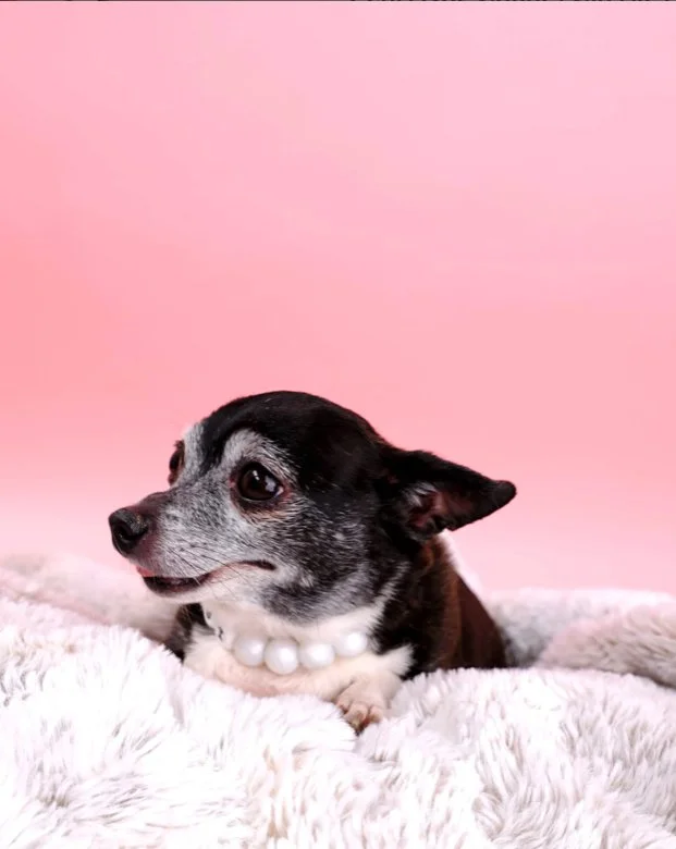 MG Pearl Dog Necklace Dog Model.jpg