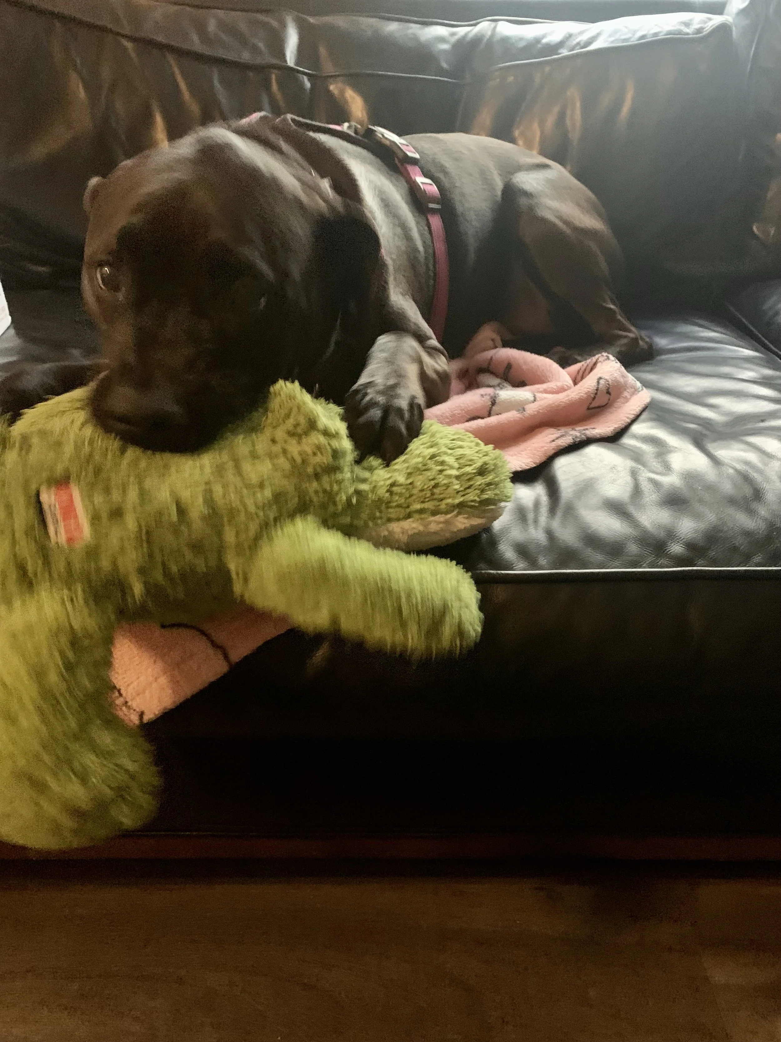 Gina-s Kong Ali the Aligator.jpeg