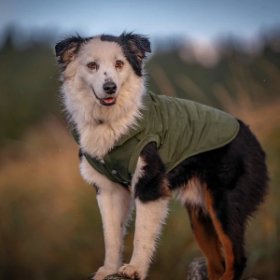 A dog with a white and black coat wearing a green jacket outdoors.
