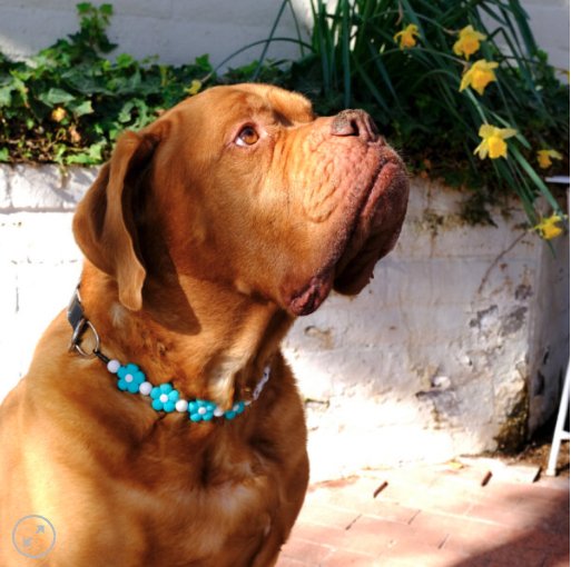 MG Flower Beaded TEAL Dog Necklace.jpg