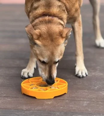 Soda Pup Sunflower slow feeder Dog.jpg