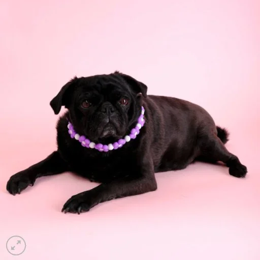 MG Flower Beaded PURPLE Dog Collar.jpg