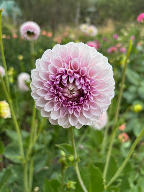 Flourish Poppet