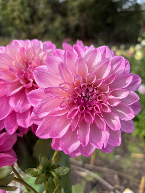 Flourish Pinwheel