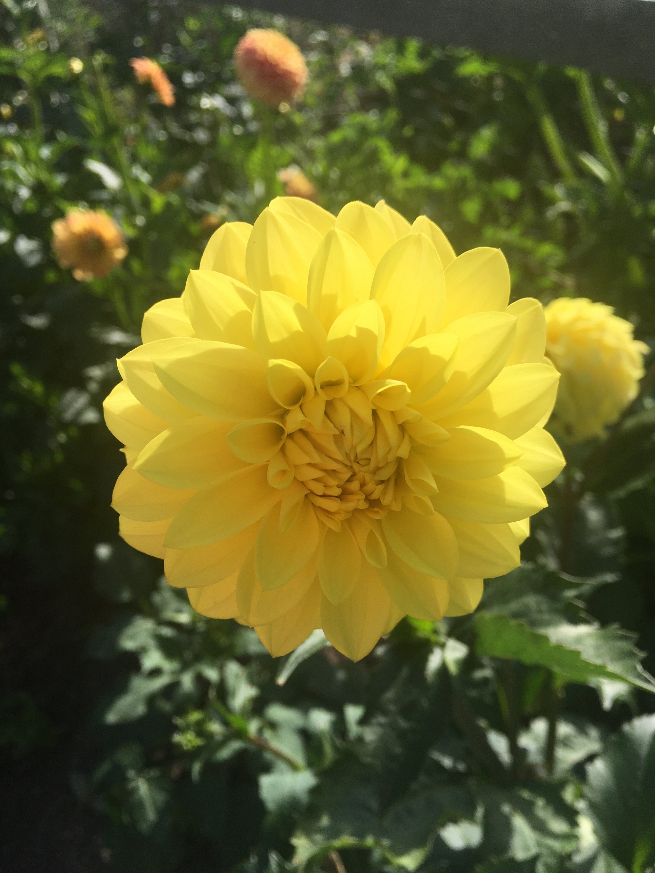 Florelie Sunburst