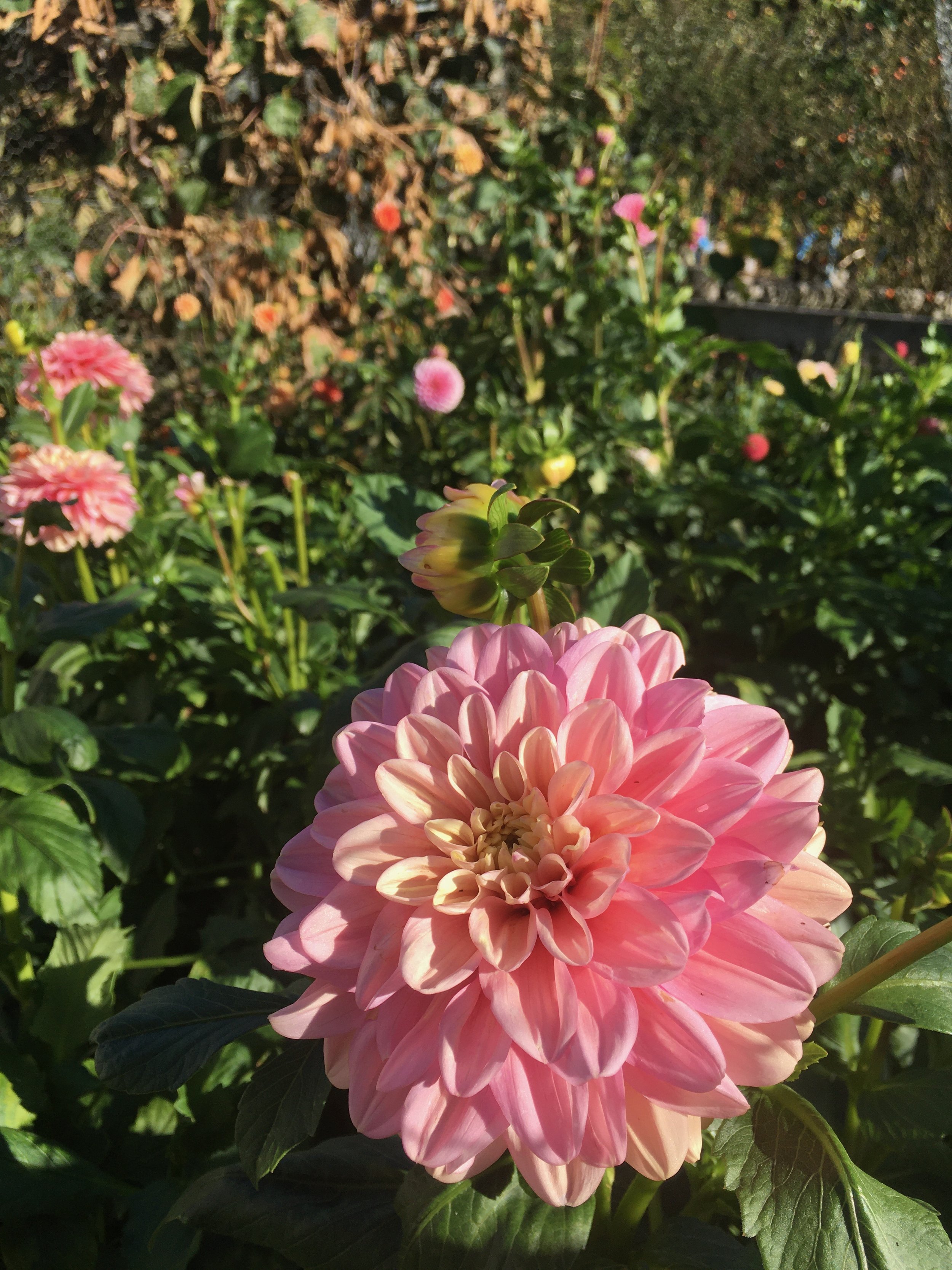 florelie kindness gardenjpeg.jpeg
