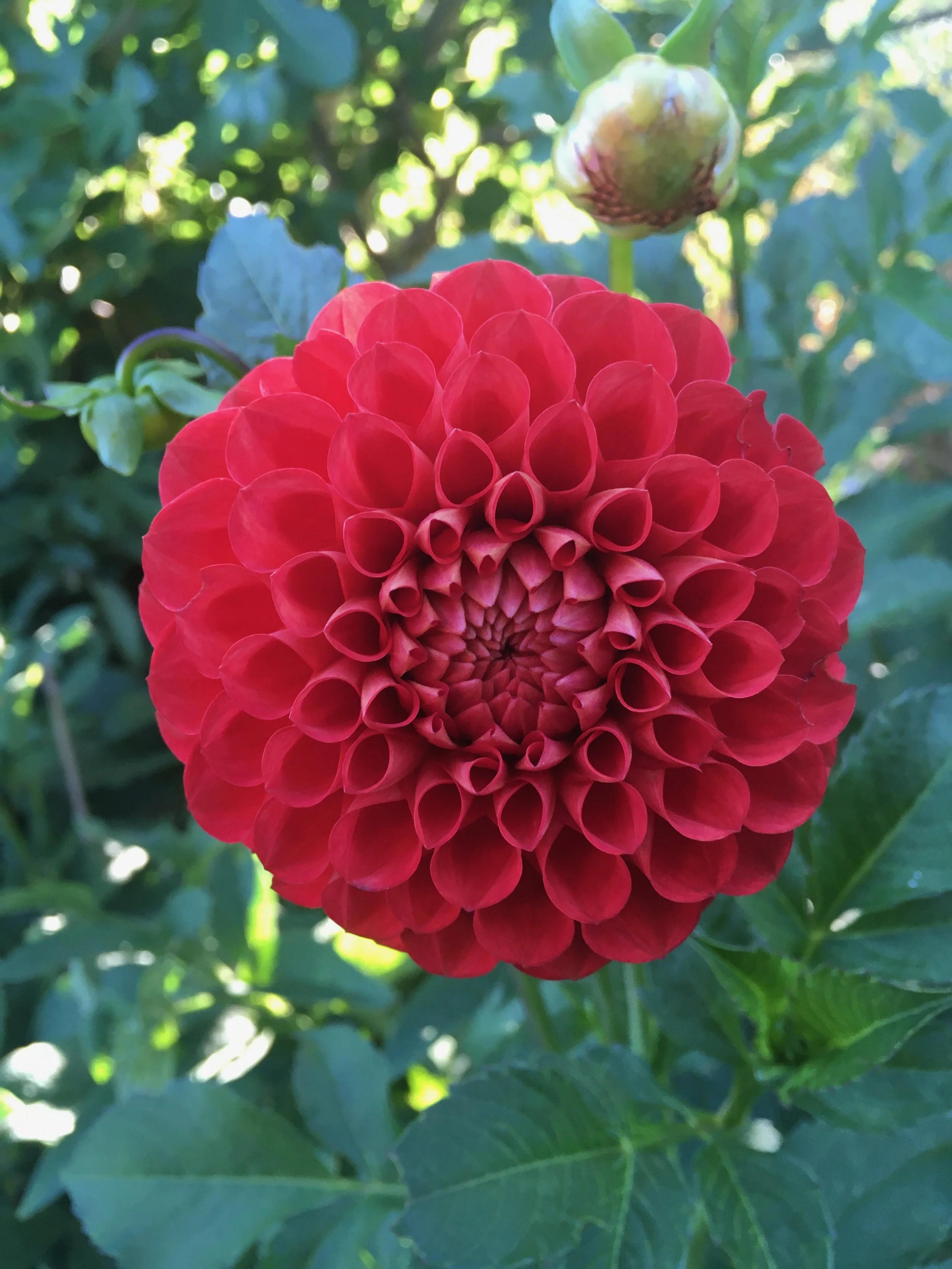 Florelie Ponyo
