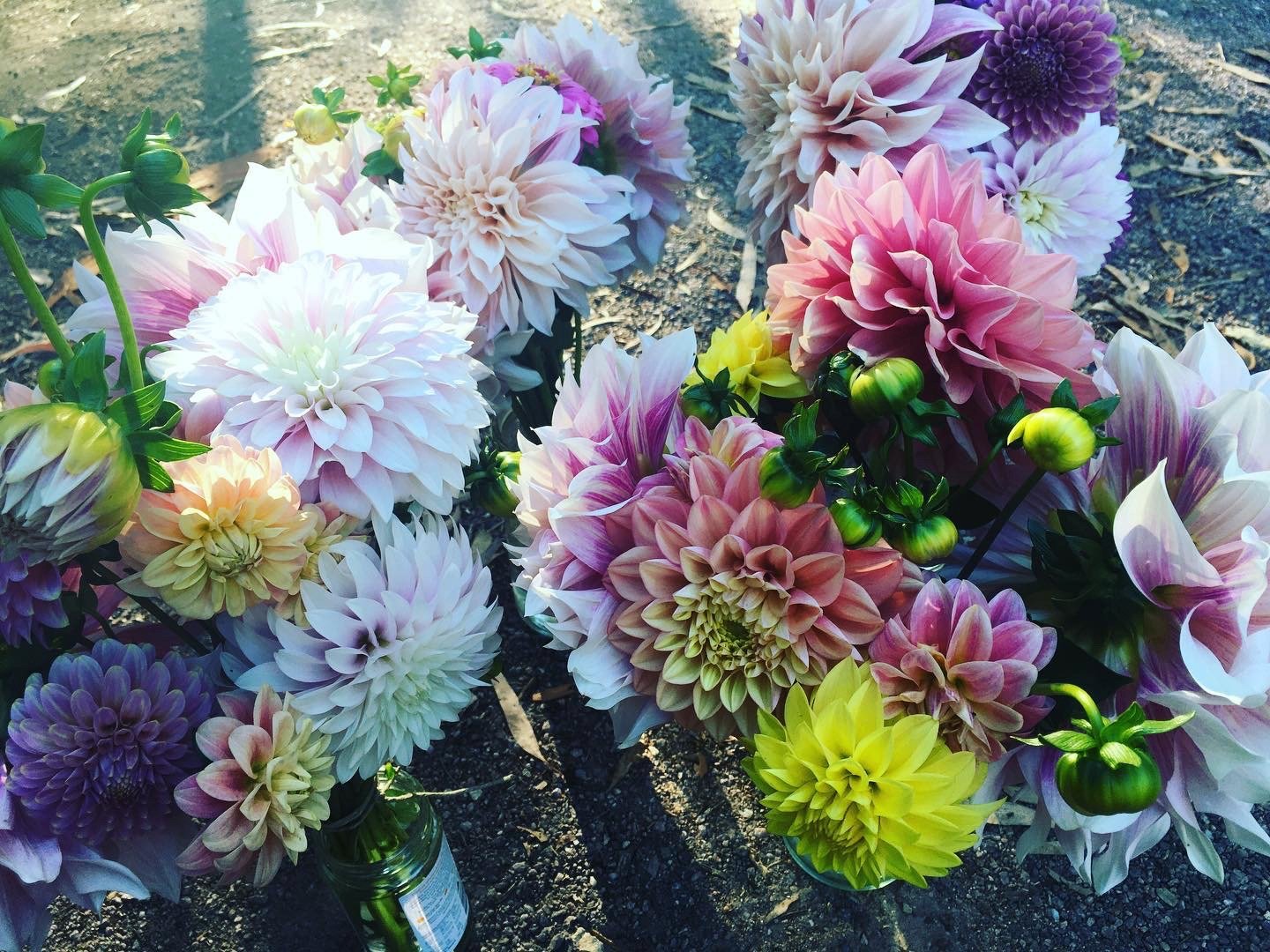 Clara Thora in a bunch.jpeg