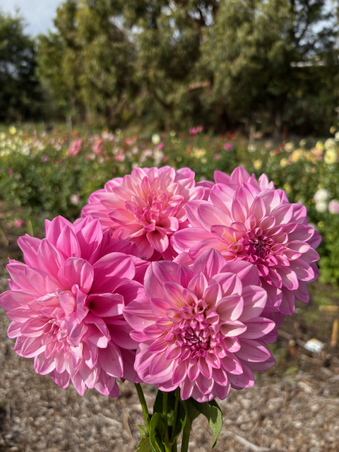 Large pink bunch.png
