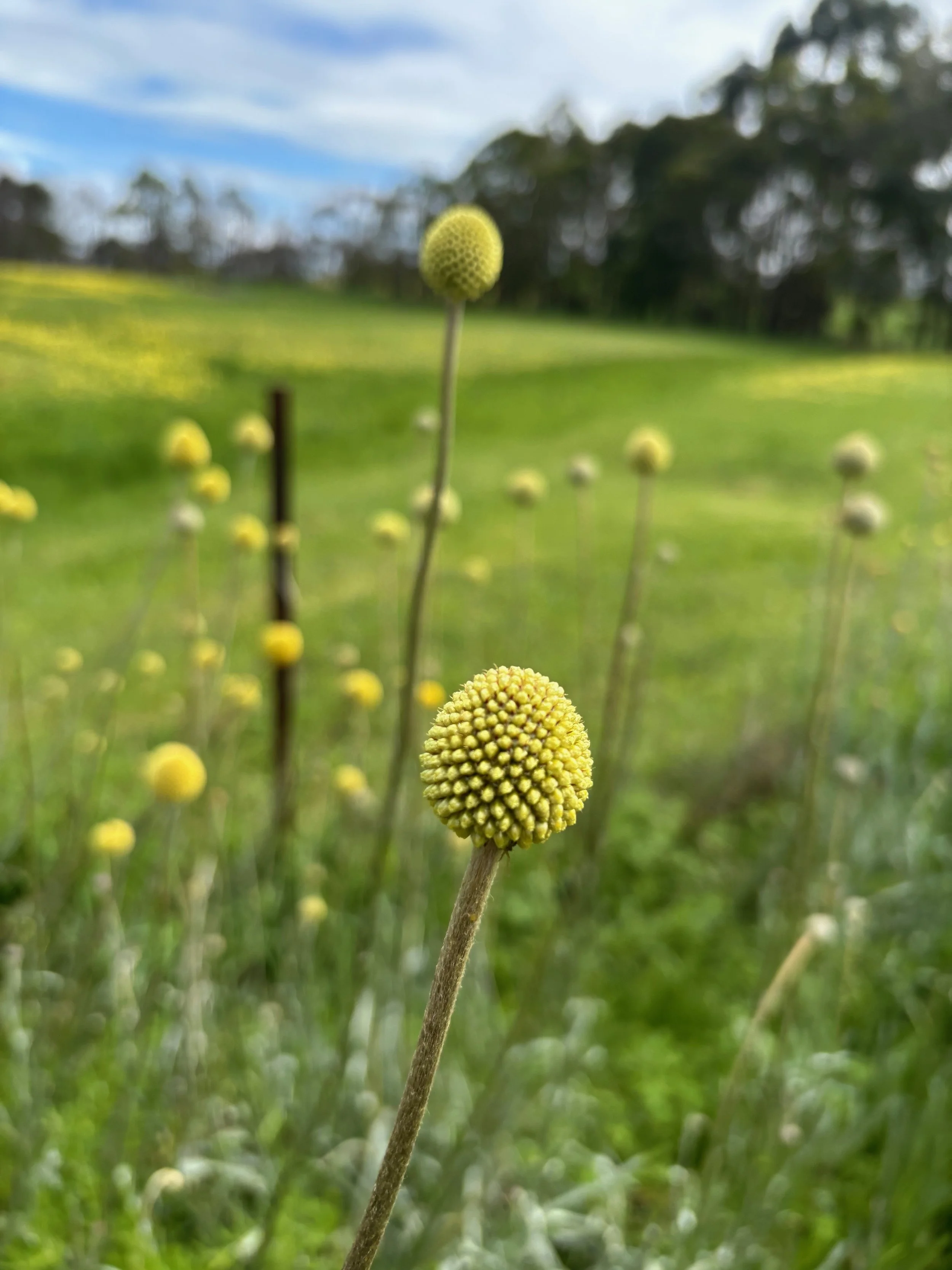 Friday Flowers - Billy Buttons Bunch