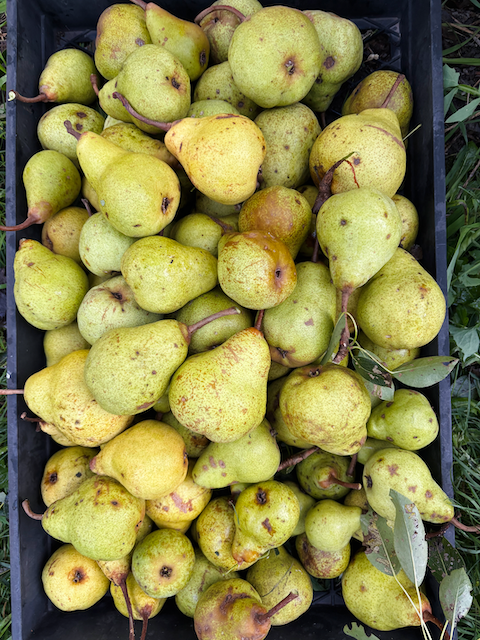 Pears - Packham 2 kg