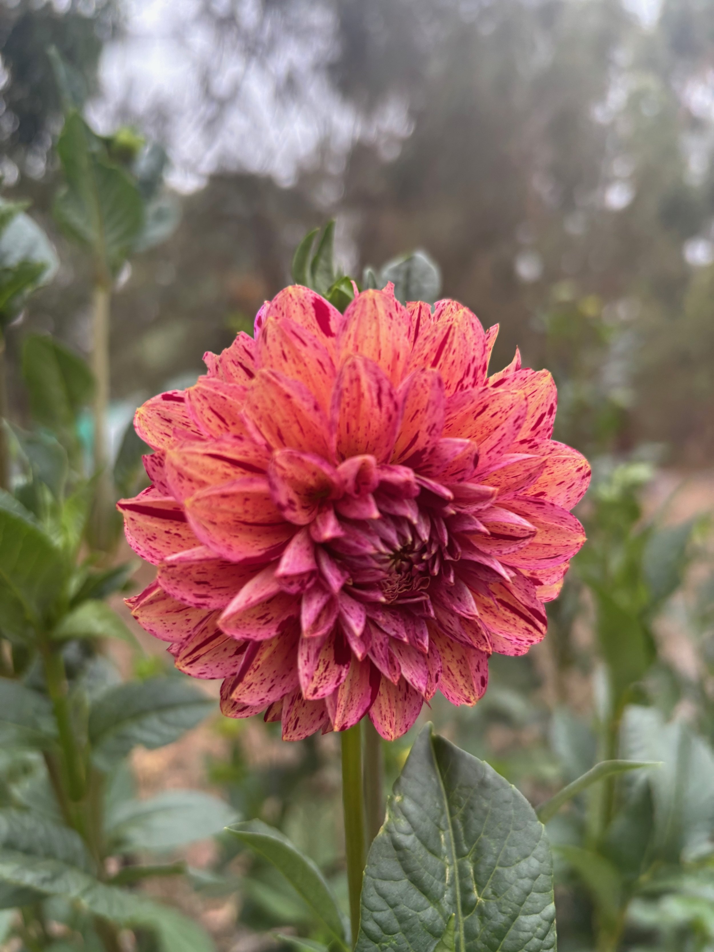 Florelie Mallacoota.jpeg