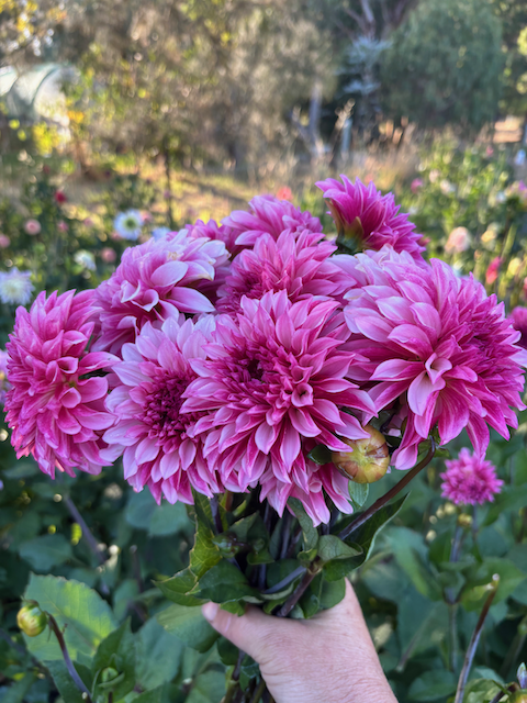 Pink Frilly bunch.png