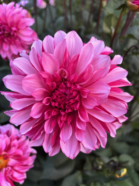 Flourish Smitten