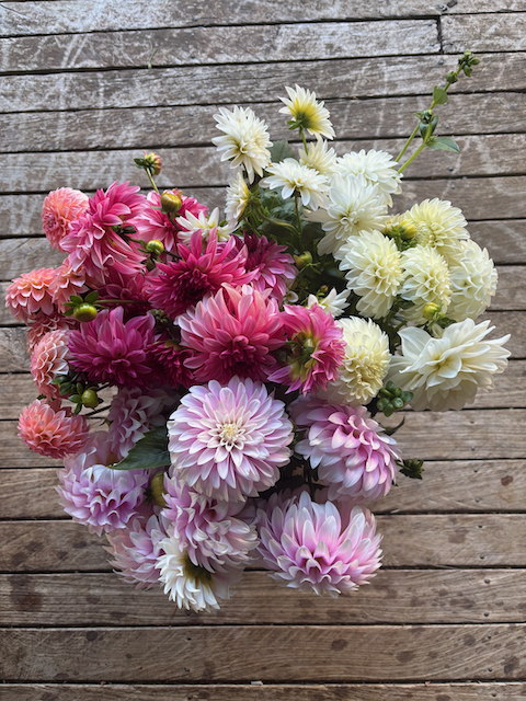 pink frilly in mixed bucket.png