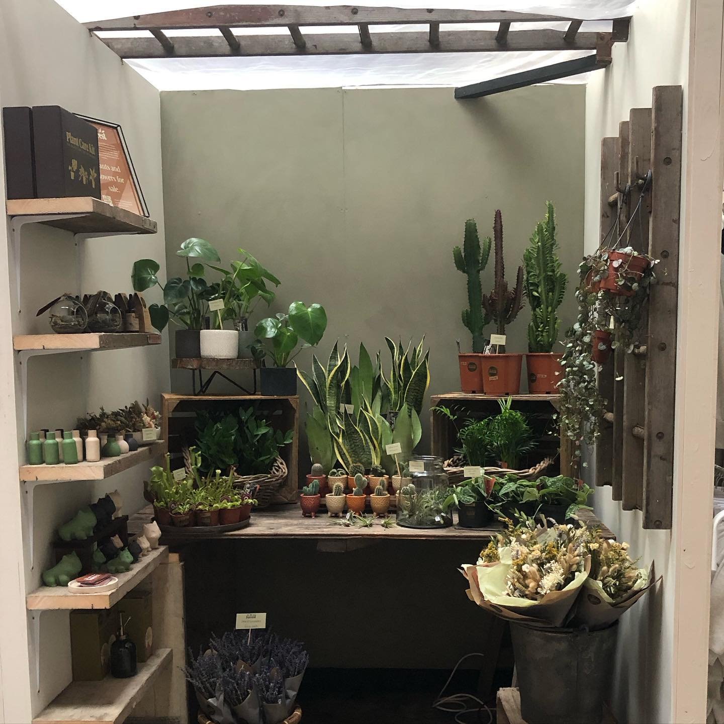 Our mini shop is all set up @redbrickmarket_sheffield which opens on Monday 18th we have a lovely section of indoor plants, plant accessories and dried flowers. come on down and take a look at all the lovely creatives in this huge space. 🪴 

#shefie