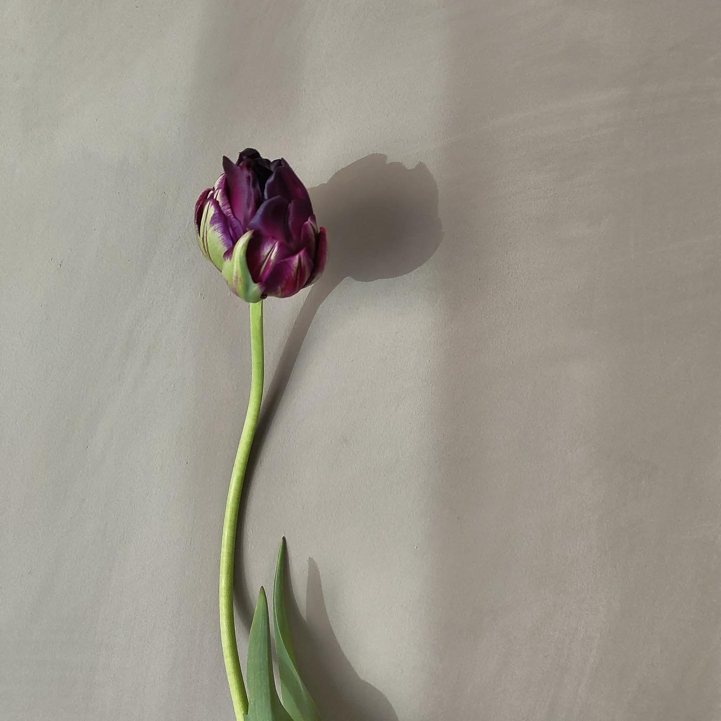 The last of our home grown tulips and we are still amazed by how beautiful they are (we might of taken the last ones for ourselves) 

#spring #tulips #growlocal #springflowers #sheffield #florist #bulbs #springflowers #local #shoplocal #shopsmall