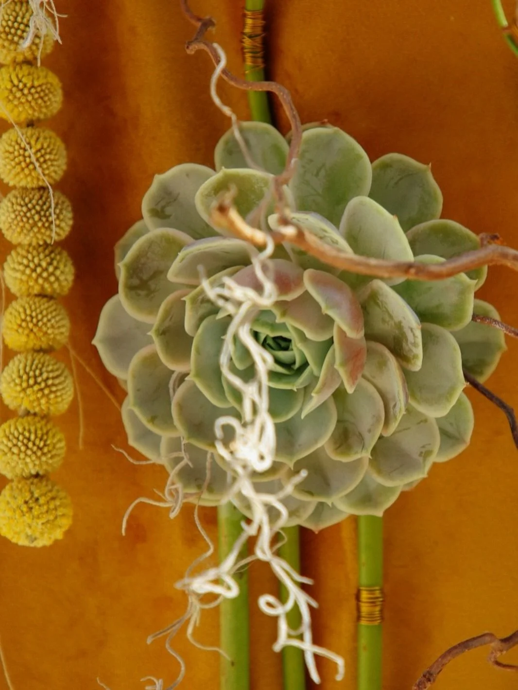 Throwback to my Level 5 design, where we combined fresh, dried and planted material to create a golden floral tapestry. 🌞

#sheffield
#sheffieldflorist
#Masterflorist
#thefloristryschoolsheffield #independantsheffield 
#shopsmall
#florist 
#floralde