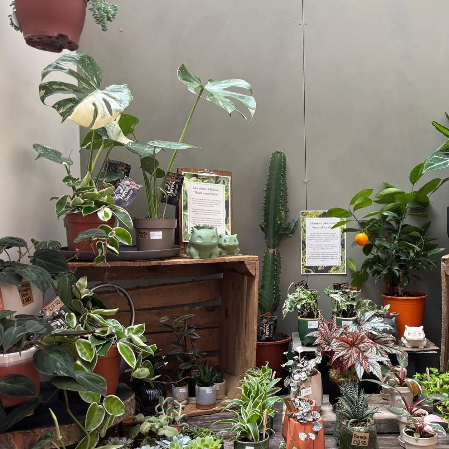 We have had a massive top up @redbrickmarket_sheffield with lots of weird,interesting and rare plants. Including Monstera &lsquo;Frozen freckles&rsquo; and Monstera &lsquo;Thai constellation&rsquo; a must have for plant collectors.🪴 

#monstera #rar