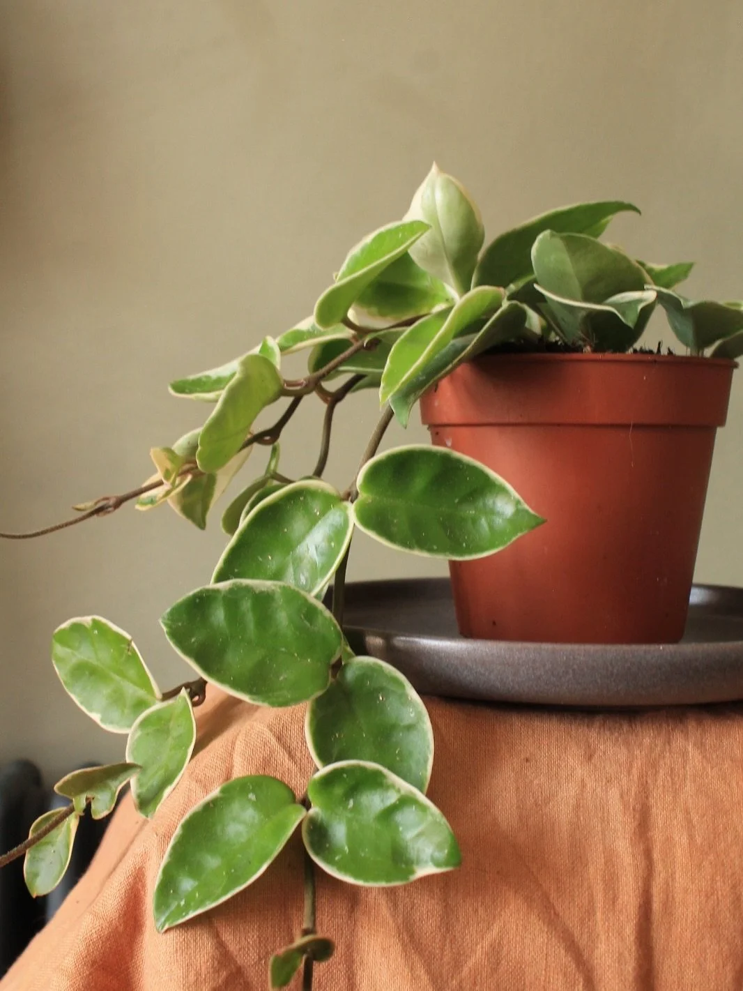 The past few weeks have been full of beautiful plants.
You&rsquo;ve emptied our stall at @redbrickmarket_sheffield &amp; we really appreciate it .
Fresh plants arriving this Saturday including some flytraps 🙌🏻 

#bohovibes #plants #sheffield #slowl