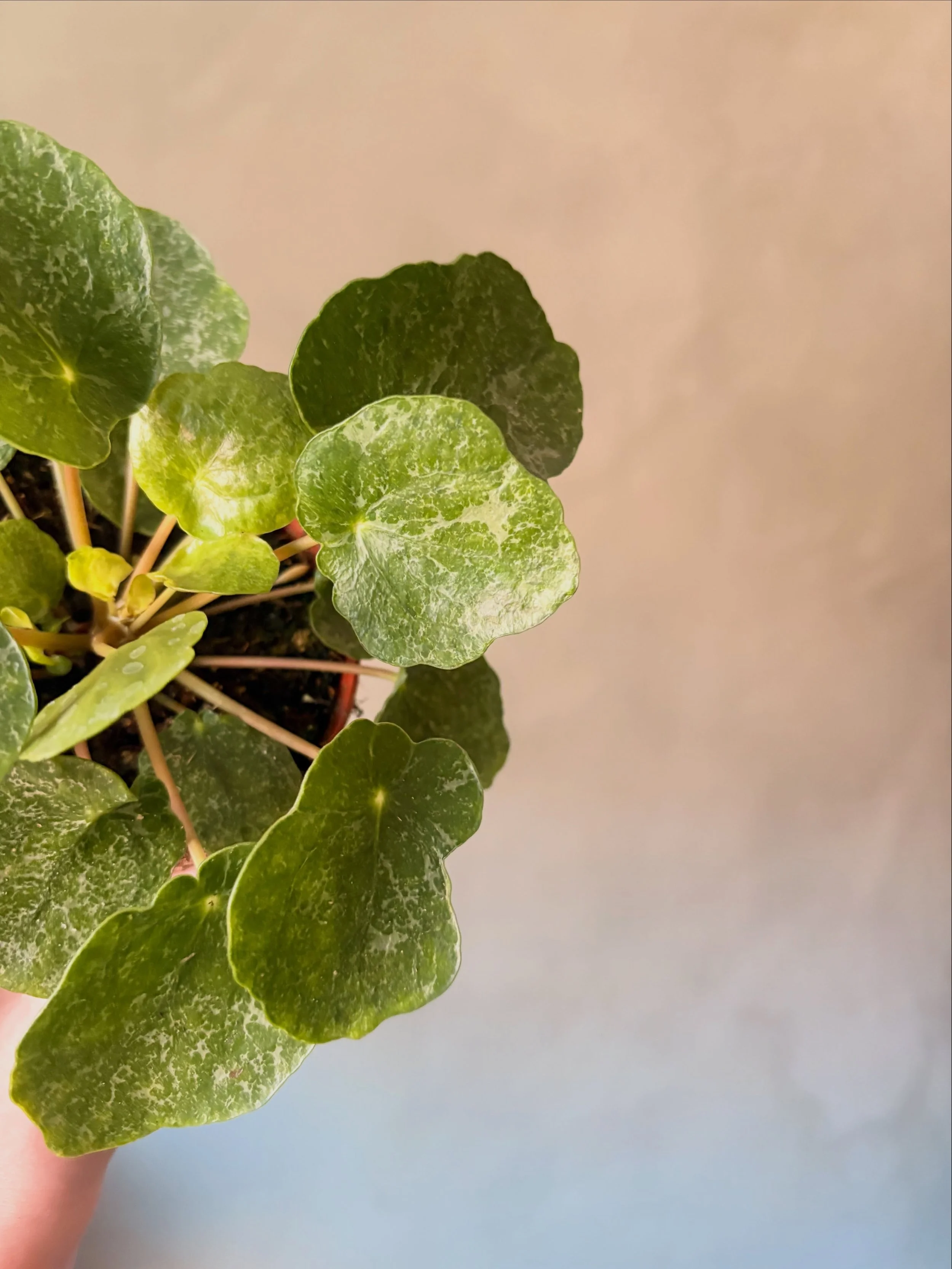 With warmer days settling in, we&rsquo;re beginning to get in more house plants 🌱✨
They&rsquo;ll be making their way to Redbricks Market in the next week or two&hellip; stay tuned 💛

#houseplants #sheffield #comingsoon #plants #sunshine