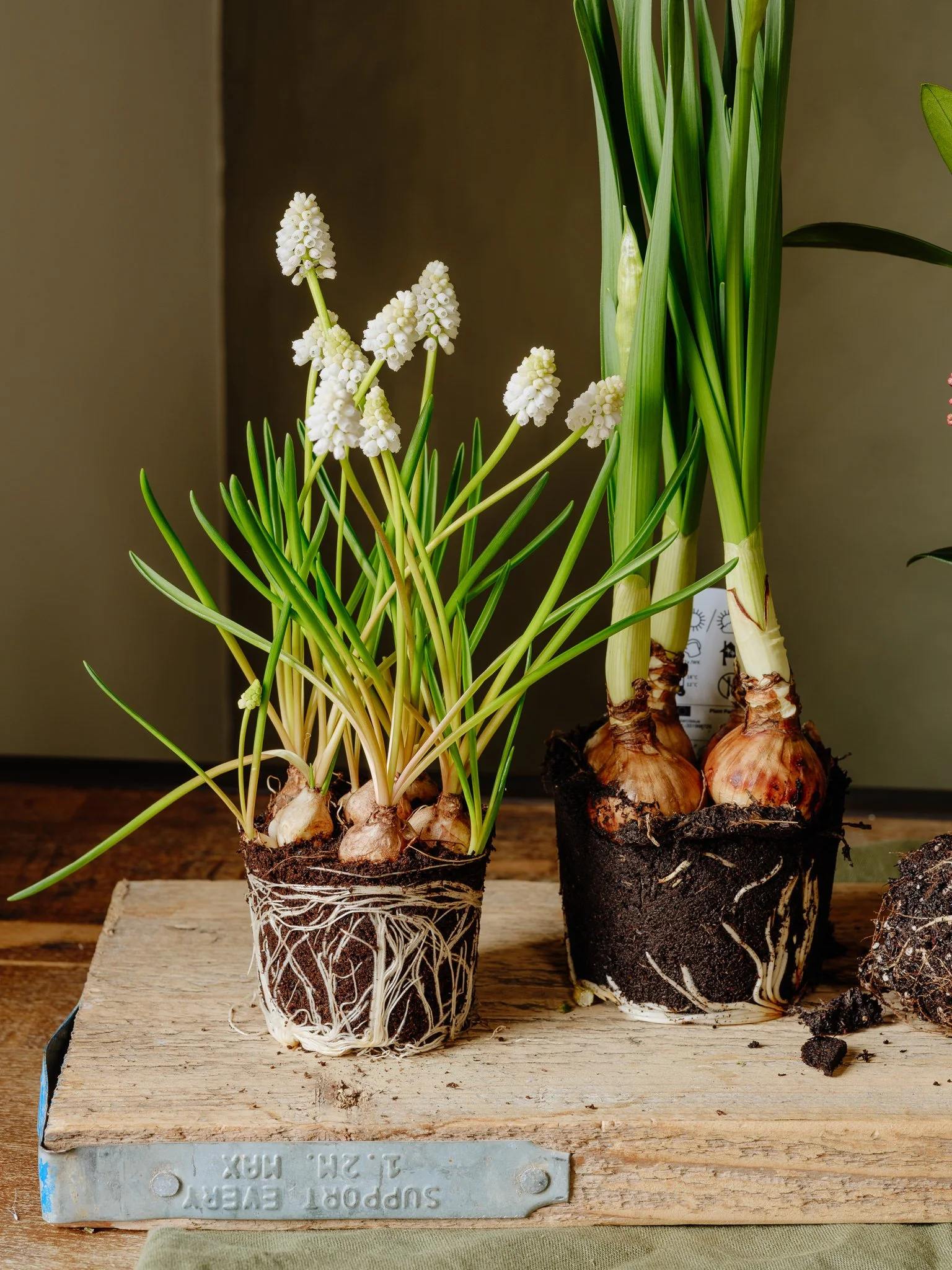 The Forrest - Spring 2025-18.jpg