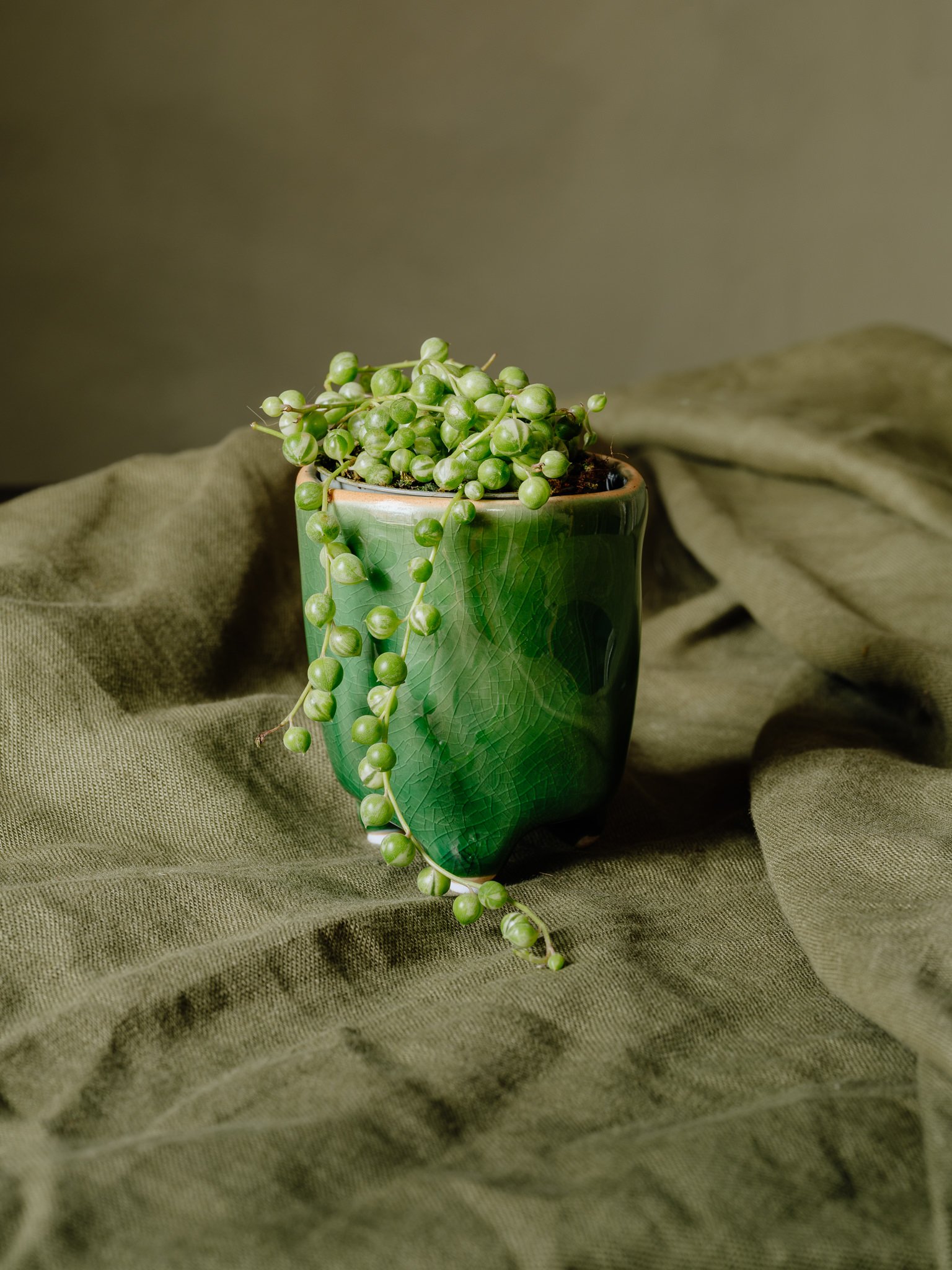 Senecio herreianus variegata in Pot
