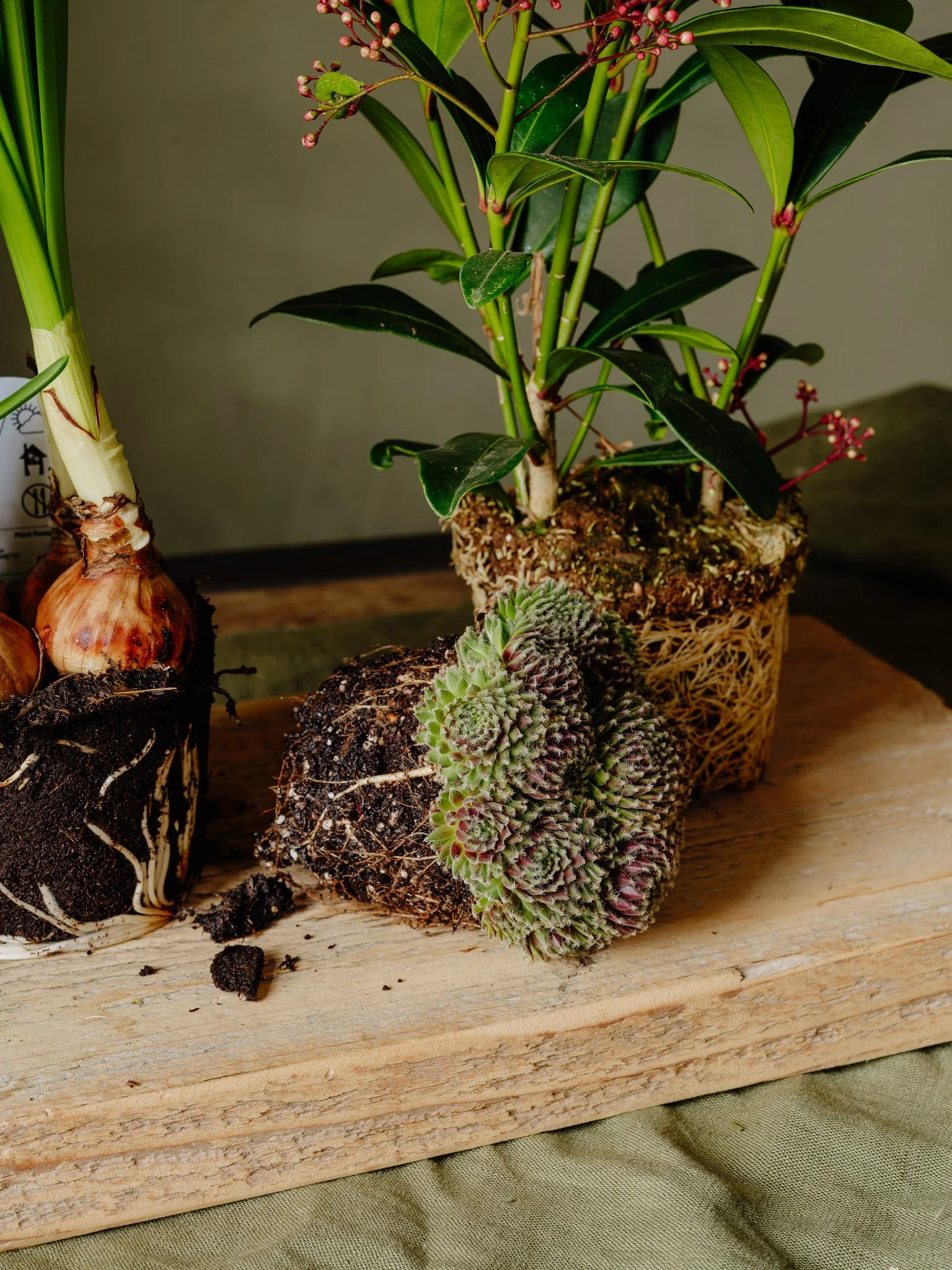 The Forrest - Spring 2025-20.jpg