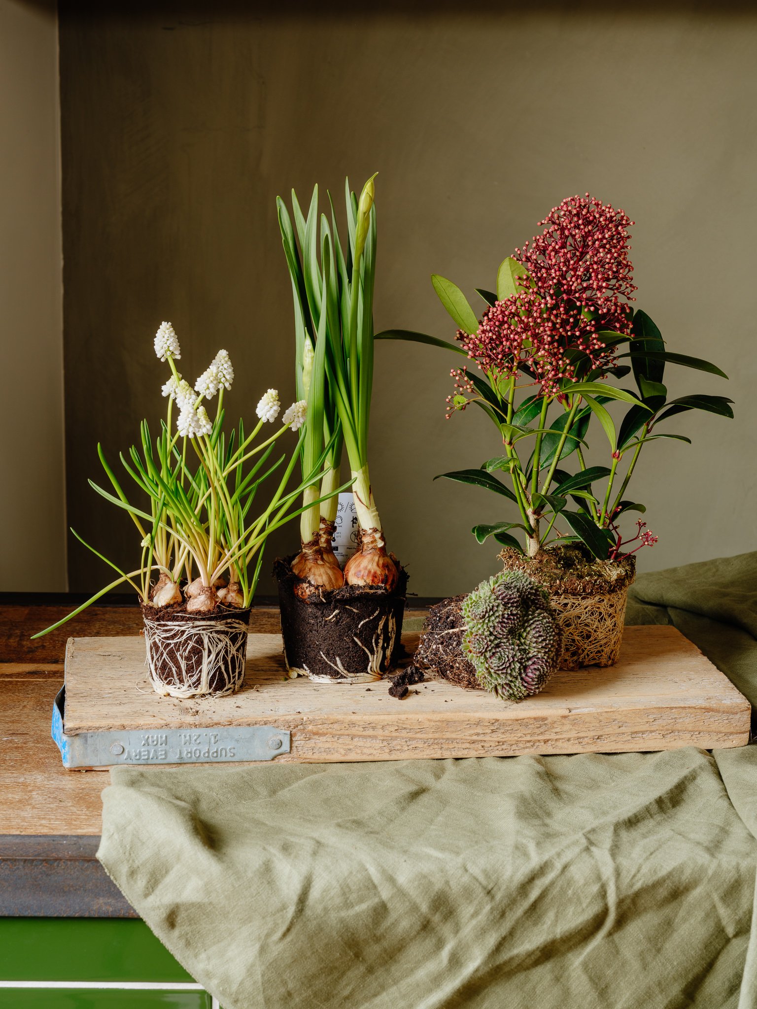 Outdoor Plant Bundle