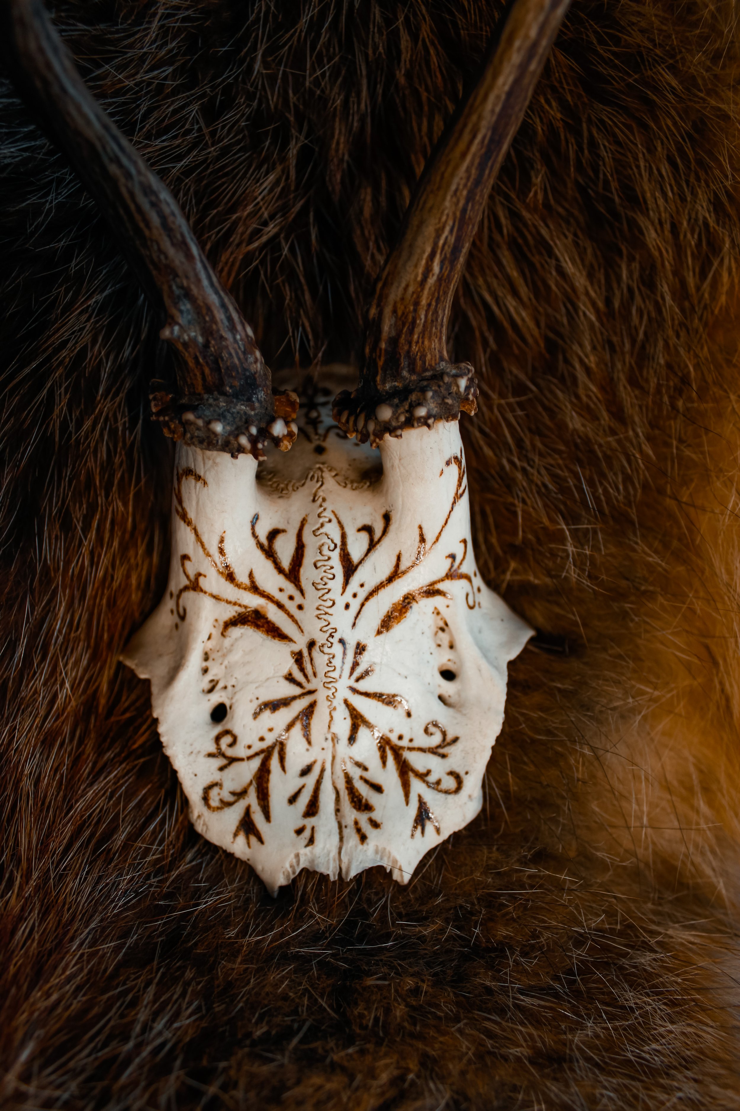 Rehschädel № 2 ~ Brandmalerei