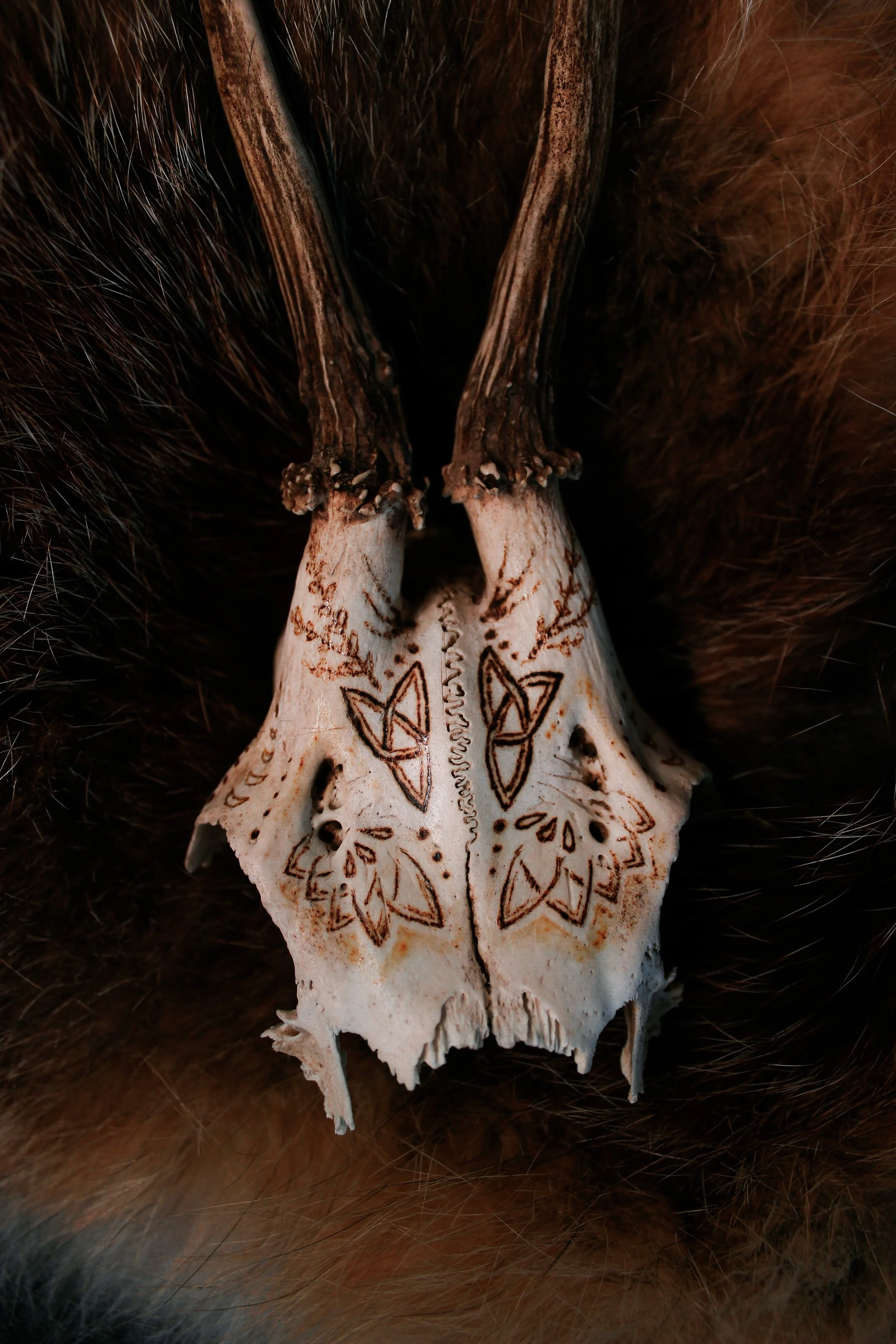 Rehschädel № 3 ~ Brandmalerei