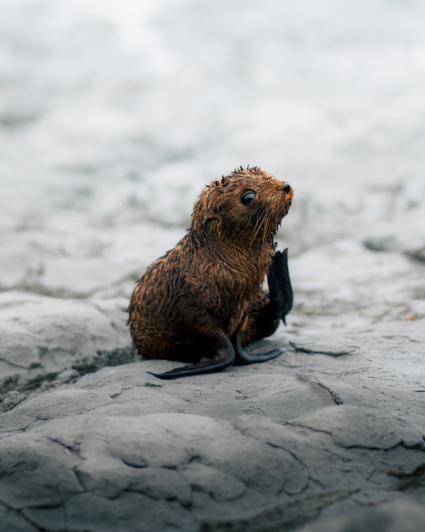 On one of our last days in New Zealand, we went to Kaikoura and had one of the most heartwarming encounters! There were so many seals on the beach, and we even found a baby seal playing around on the rocks.
&mdash;
#newzealandvacations #folkgood #ear