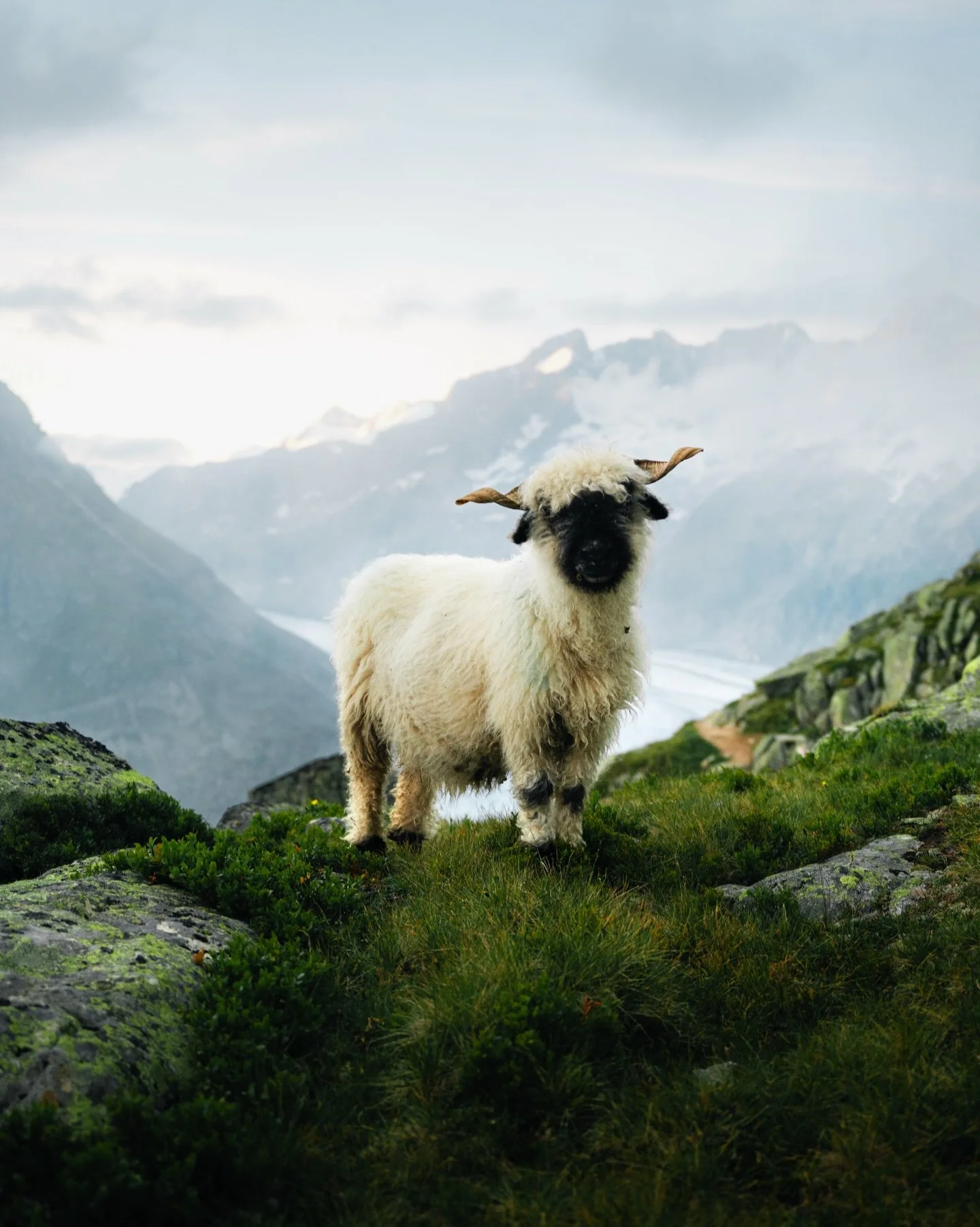 Hiked up the mountains to get a good view of Switzerland&rsquo;s biggest glacier, but this cute little black nose sheep stole the show. It came over curiously and wasn&rsquo;t shy at all!
&mdash;
#myswitzerland #switzerland_destinations #roamtheworld