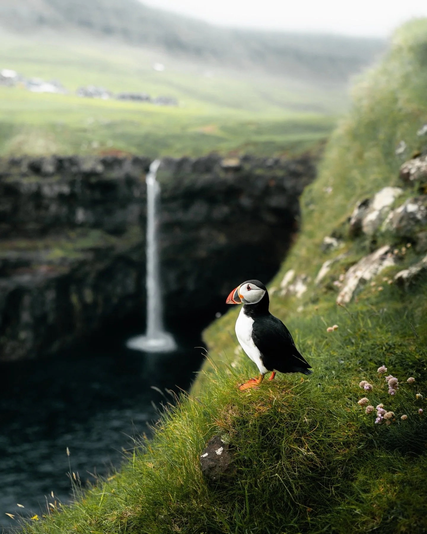 We came to see the waterfall, but this little puffin completely stole the show. It sat there curiously and didn&rsquo;t even fly away when we got close.
&mdash;
#folkscenery #visitfaroeislands #faroeislands #earthpix #beautifuldestinations