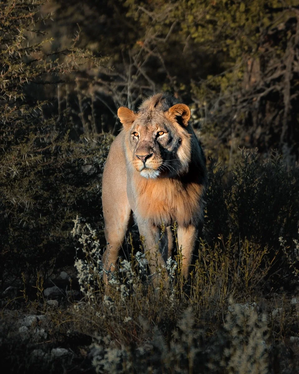 Long.Explorer Namibia2.jpg