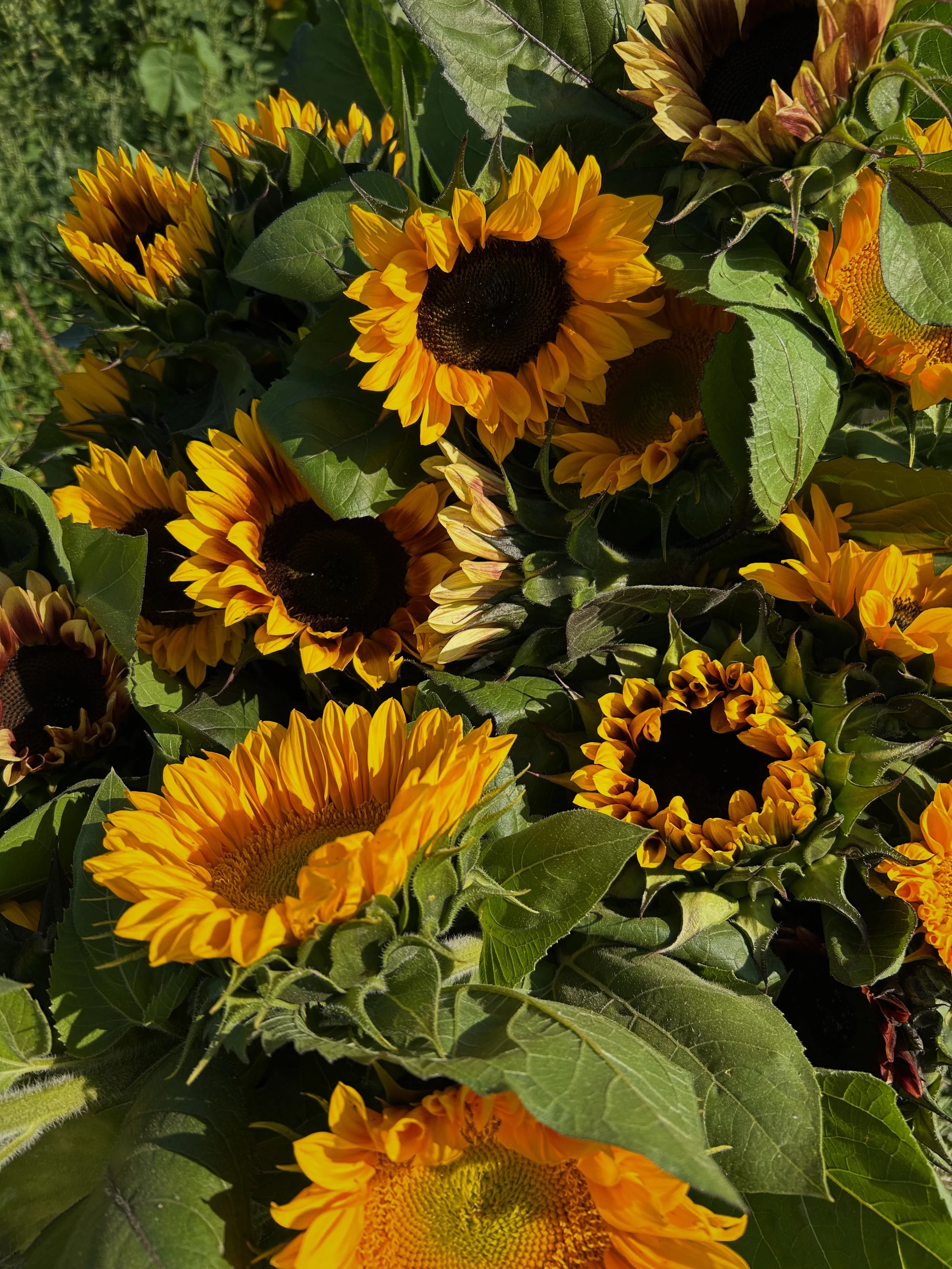 Close-up of bright yellow sunflowers with green leaves.