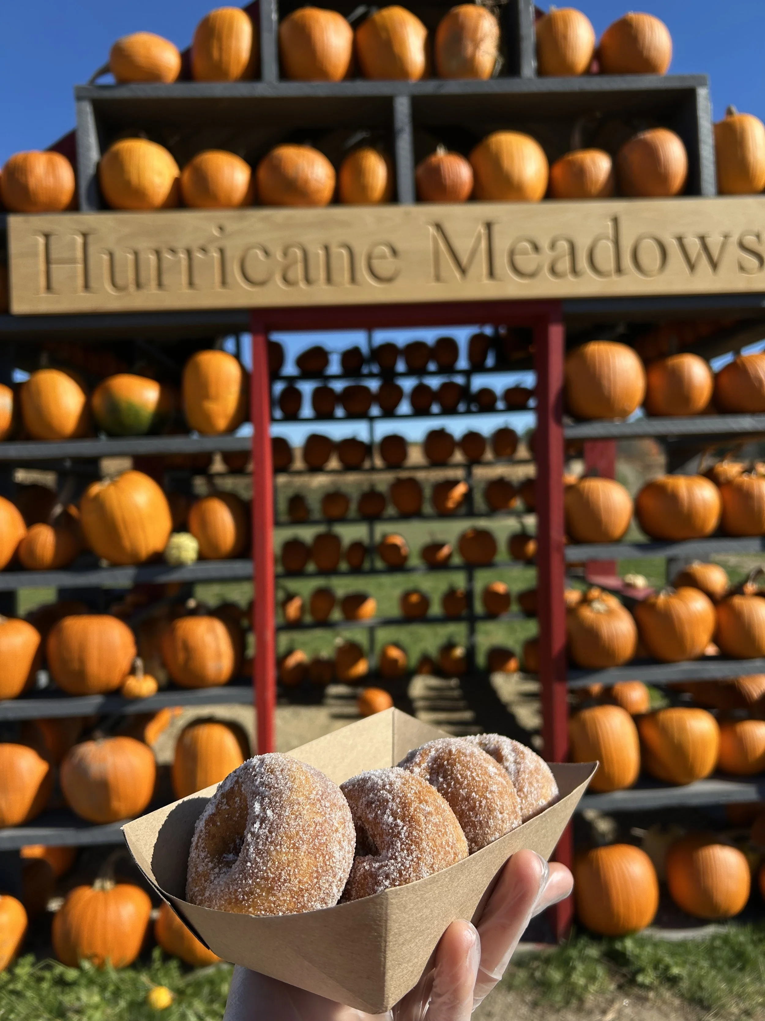 A hand holding a paper tray of sugar-dusted doughnuts in front of a pumpkin display at an outdoor pumpkin patch, with a sign that reads 'Hurricane Meadows' in the background.