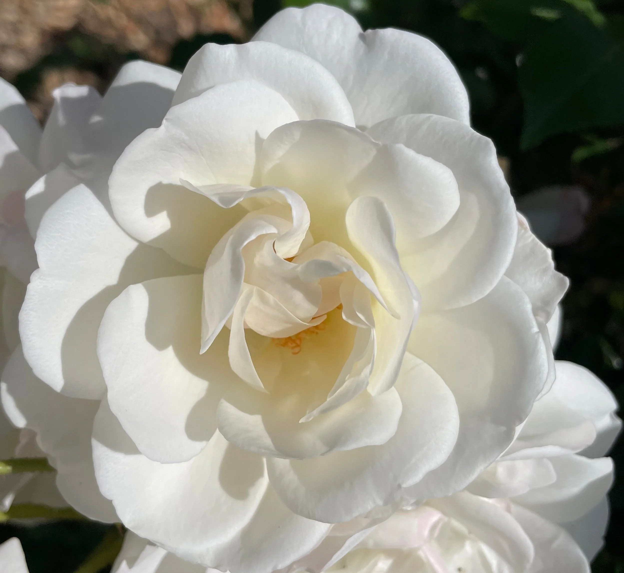 Flower Essence Therapy