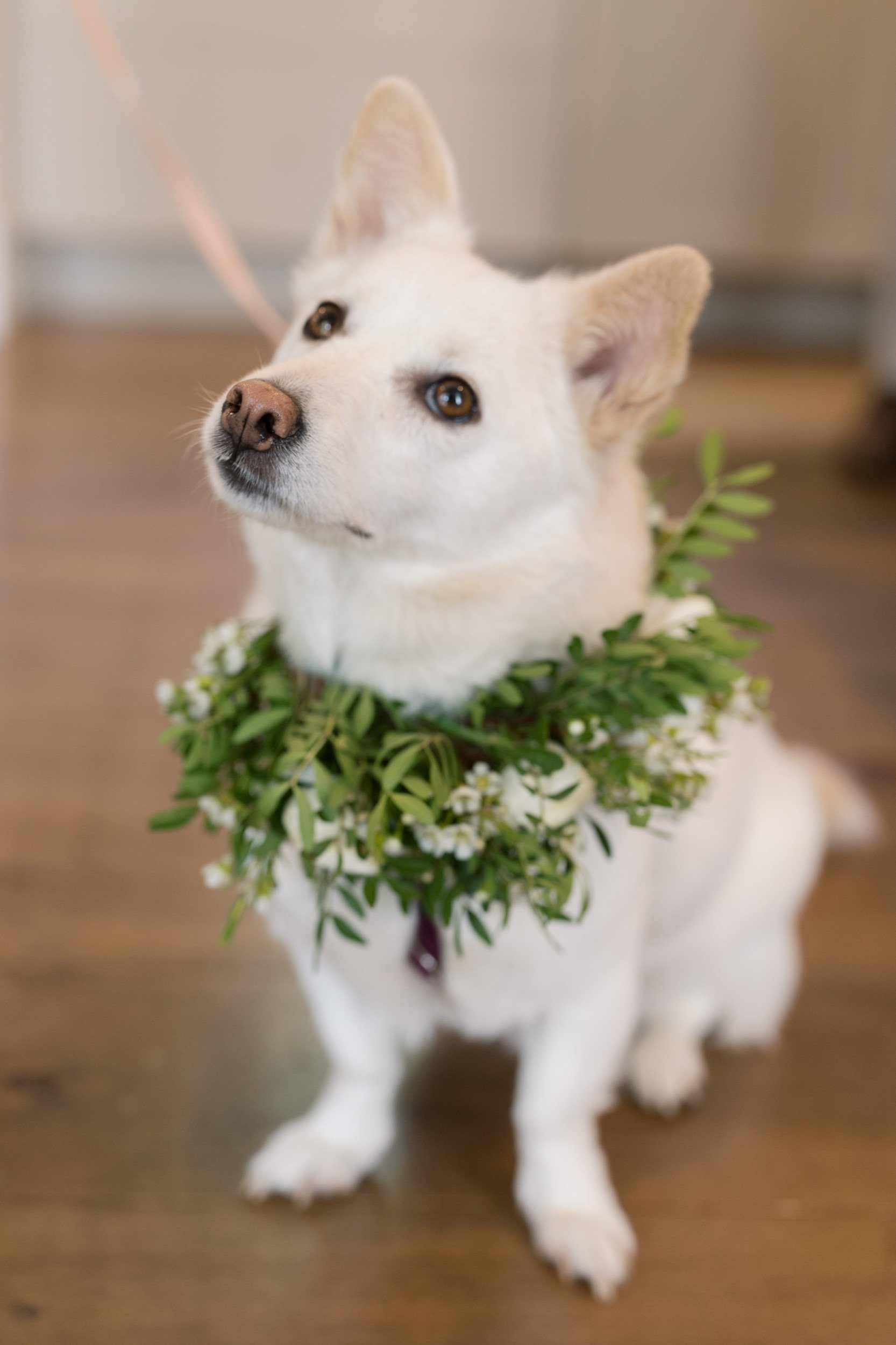 A small white dog with brown eyes wearing a green leafy floral wreath around its neck.