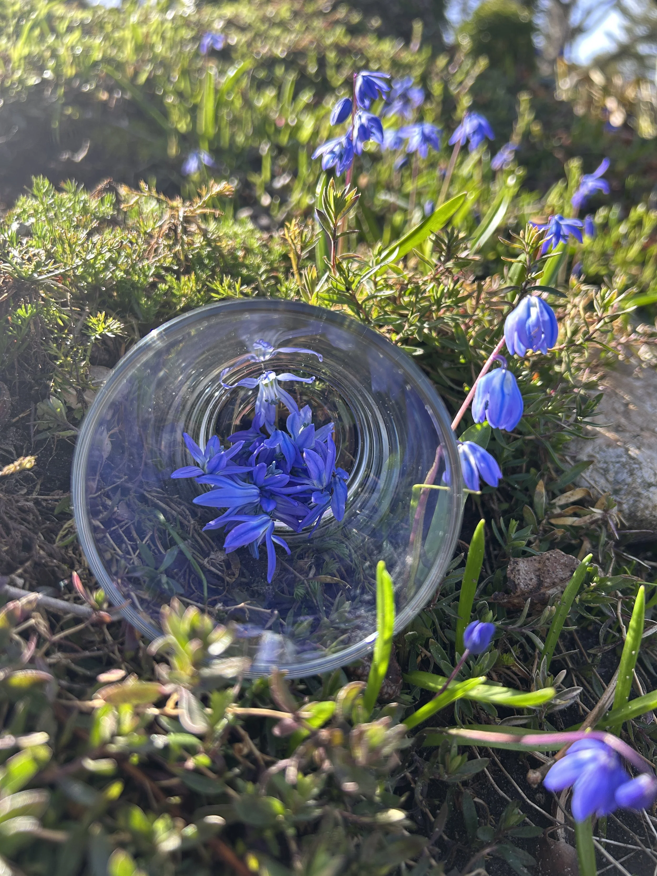 Flower Essences and Essential Oils