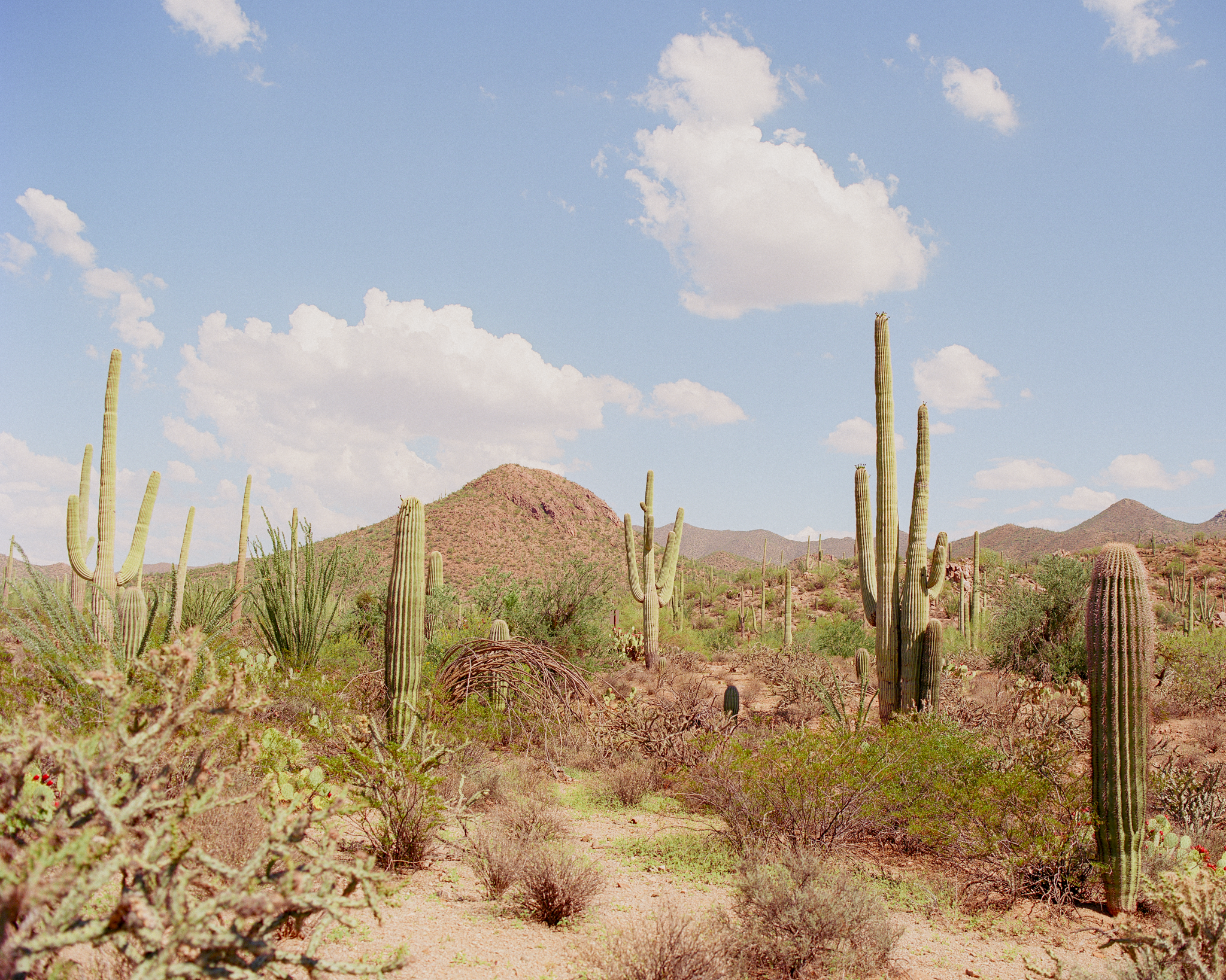 SaguaroNationalPark_Small.png